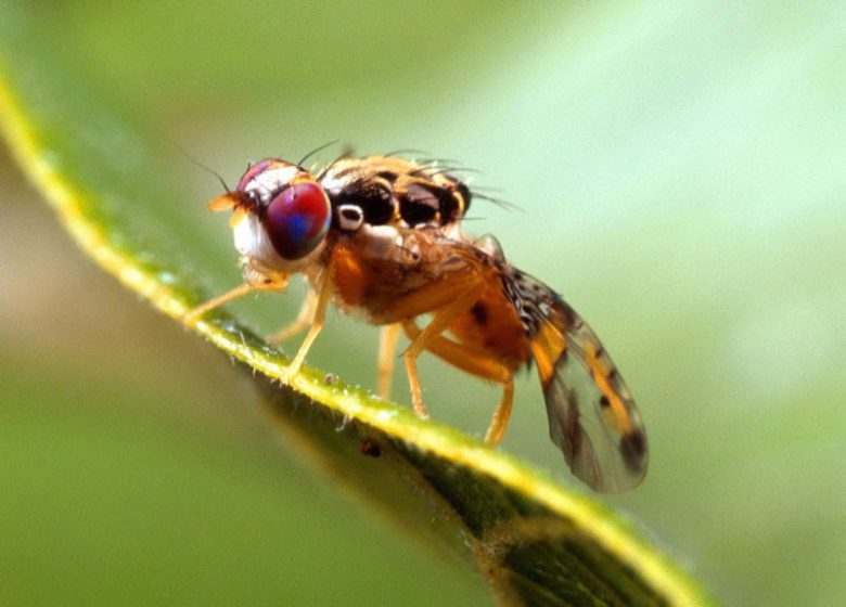 Ceratitis_capitata_mediterranean_fruit_fly