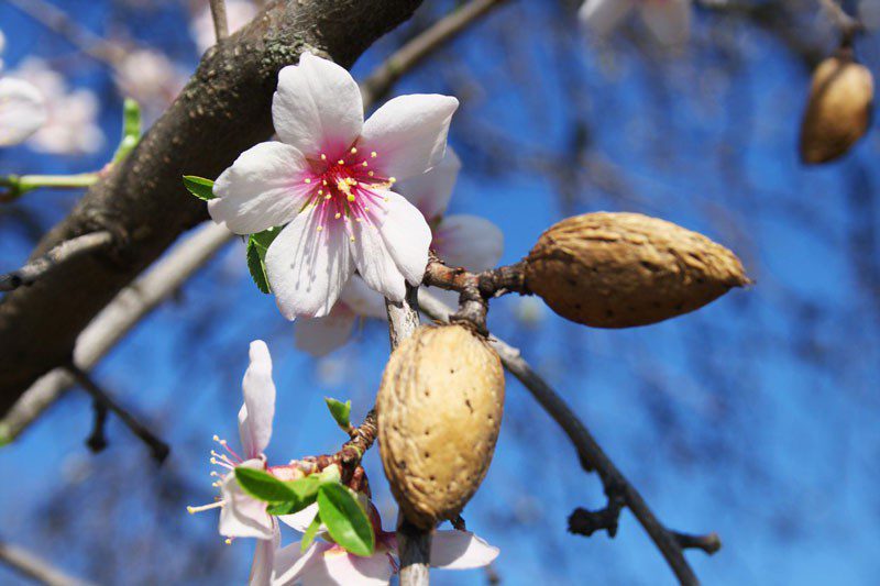 almond-pests