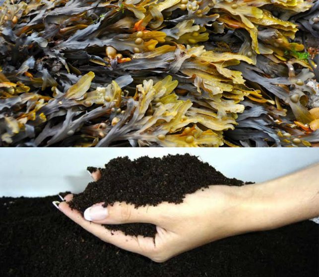 تغذیه محصولات زراعی با کود جلبک دریایی