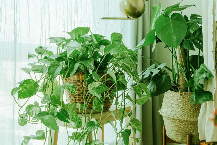 نیاز گیاهان آپارتمانی به کود